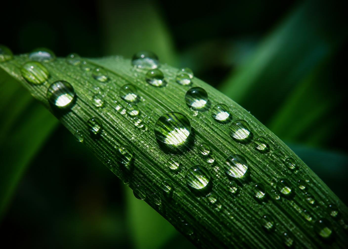 Water droplets resting on a green crop leaf