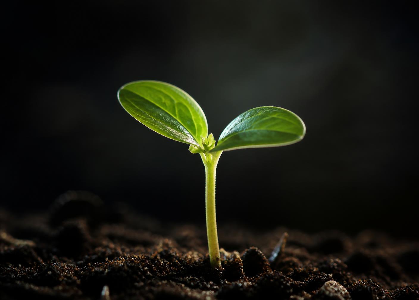 A young seedling emerging from soil